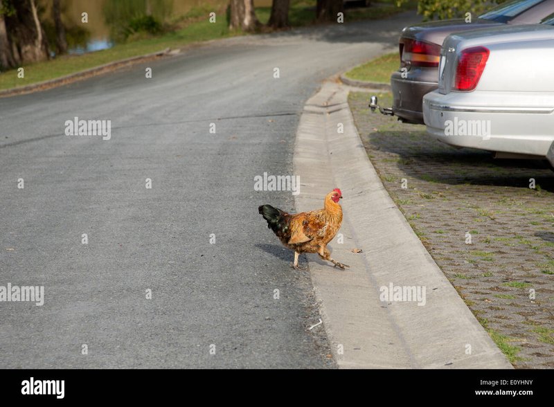 Ontdek de Geheimen van Chicken Road: Het Populairste Gokspel in Nederland - overview
